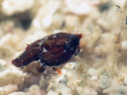 A Ogcocephalus nasutus | Juvenile Shortnose Batfish 