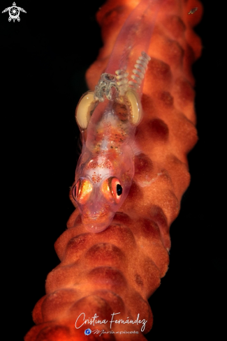 A Goby