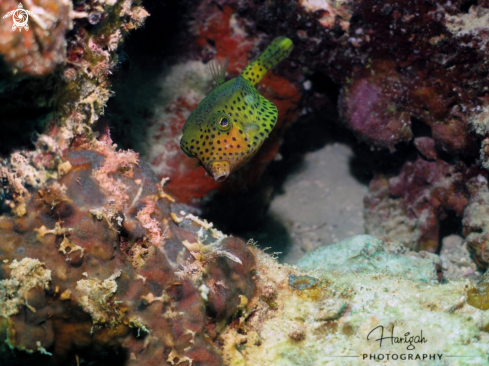 A Boxfish