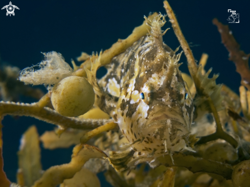 A Sargassumfish