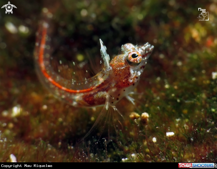 A Smoothhead Glass Blenny