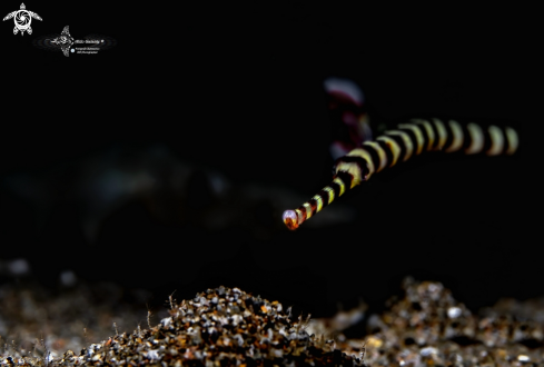 A Skeleton Shrimp + Banded Pipefish