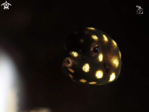 A Juvenile Smooth Trunkfish