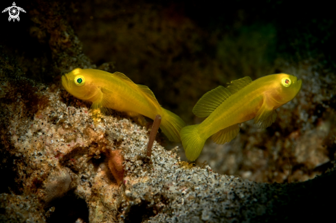 A Lubricogobius exiguus | GOBY