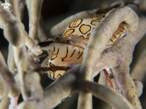 A Cyphoma gibbosum | Flamingo Tongue