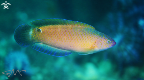 A Austrolabrus maculatus | Black-spotted Wrasse