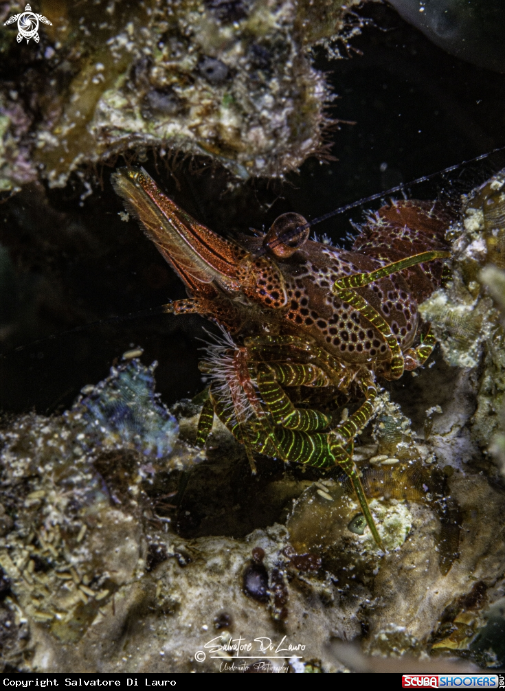 A Coral Marbled shrimp