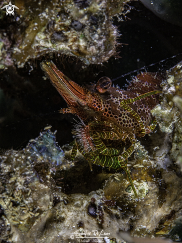 A Saron neglectus, de Man, 1902 | Coral Marbled shrimp