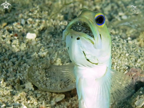 A Opistognathus aurifrons | Male Yellowhead Jawfish