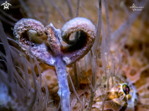 A Hairy Frogfish