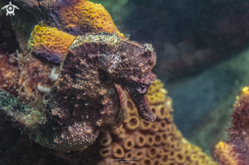 A Longsnout seahorse