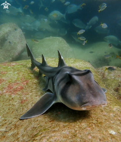 A Port Jackson shark