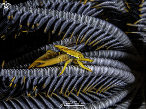 A Allogalathea elegans (Adams & White, 1848) | Crinoid squat lobster