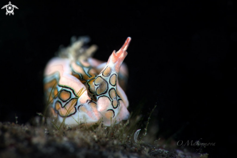 A Psychedelic batwing slug (Sagaminopteron psychedelicum)