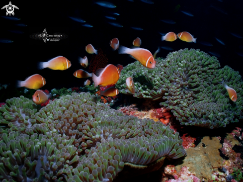 A Pink Anemonefish