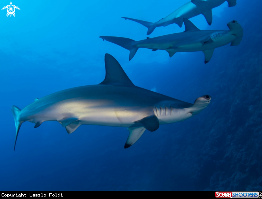 A Hammerheads shark 