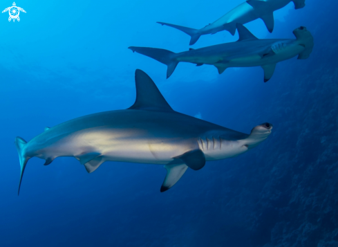 A Hammerheads shark 