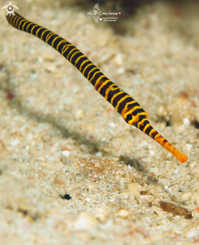 A Yellow Multibanded Pipefish