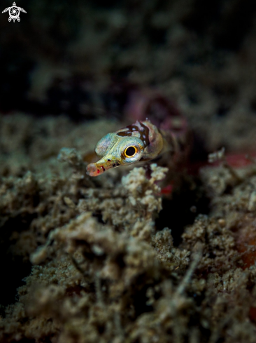 A Banded pipefish