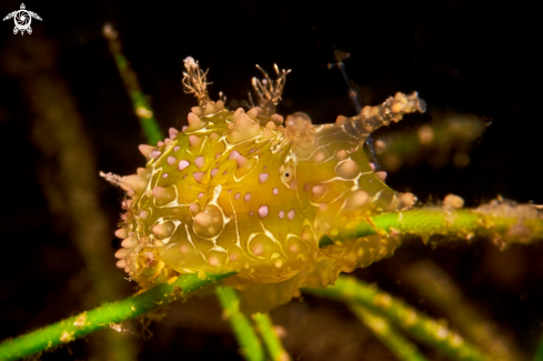 A NUDIBRANCH