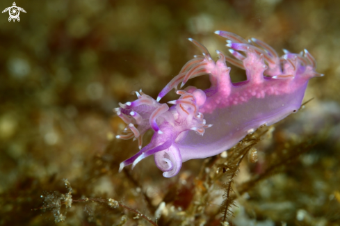 A Flabellina affinis nudibranch