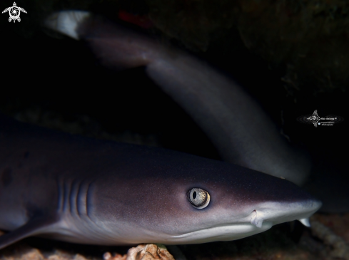 A Triaenodon obesus (Rüppell, 1837) | Whitetip Reef Shark