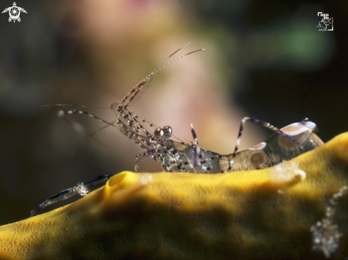 A Periclimenes yucatanicus | Spotted Cleaner Shrimp