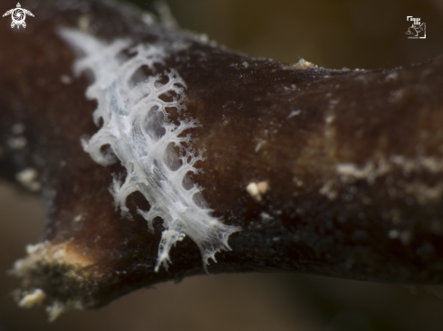 A Tritoniopsis frydis | Tufted Nudibranch