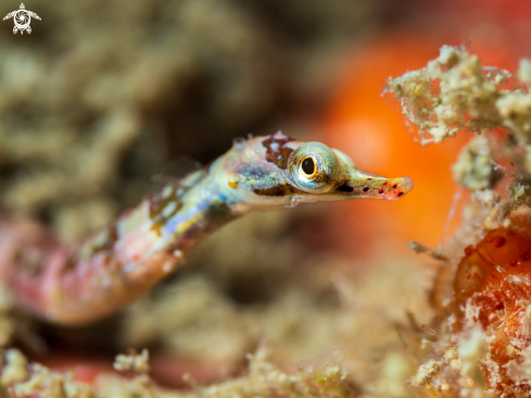 A Banded pipefish