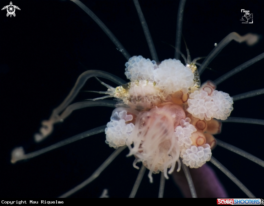 A Amphipod on Solitary Gorgonian Hydroid 