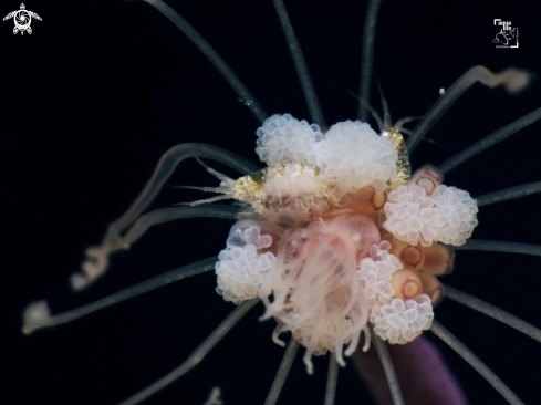 A Ralpharia gorgoniae | Amphipod on Solitary Gorgonian Hydroid 