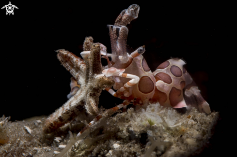 A Harlequin shrimp