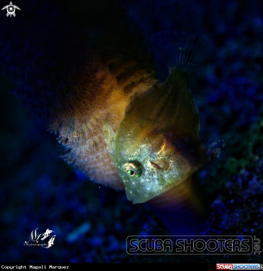 A Filefish juvenile 