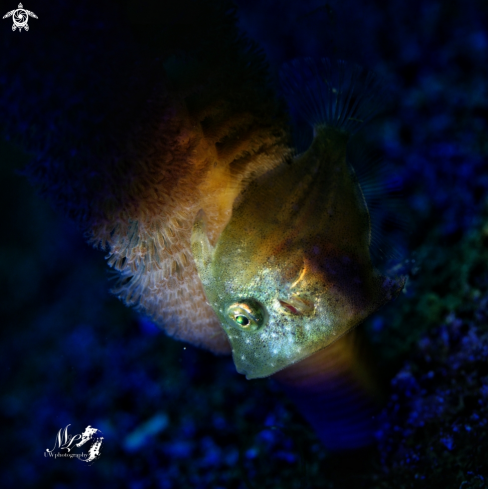 A Filefish juvenile 