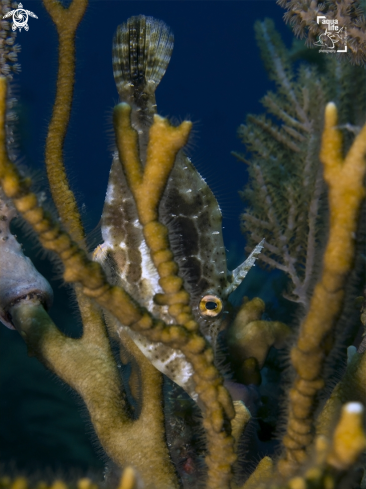 A Monacanthus tuckeri | Slender Filefish