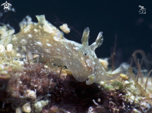 A Aplysia cf. parvula | White-Spotted Seahare