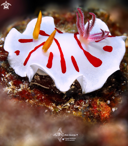 A Verconia catalai (Rudman, 1990) | Noumea Nudibranch