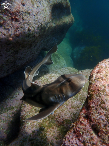 A Port Jackson shark