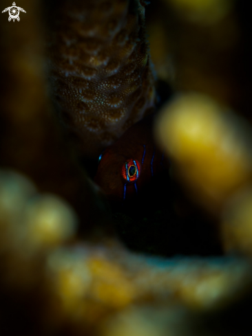 A Gobiodon histrio | Green Clown Goby 