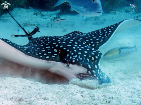 A Aetobatus narinari | Spotted Eagle Ray