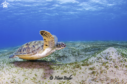 A Green Turtle