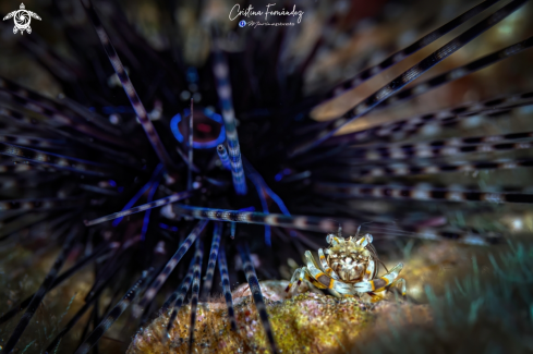 A Gnathophyllum americanum  | Bumble bee Shrimp