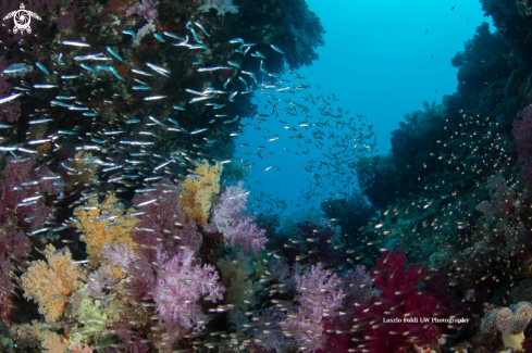 A REEF SCENE