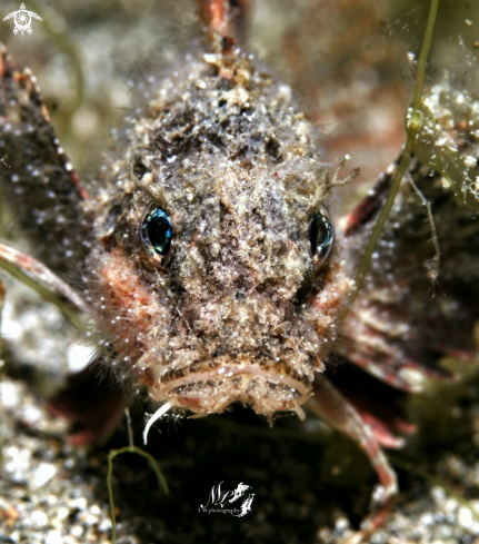 A Stingfish