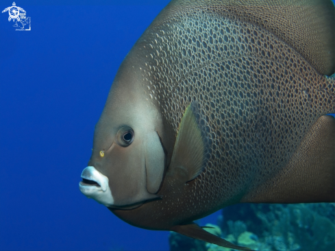 A Gray Angelfish