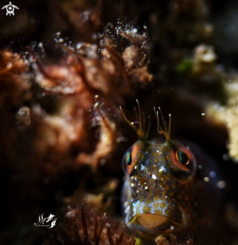 A Parablennius marmoreus | Seaweed blenny