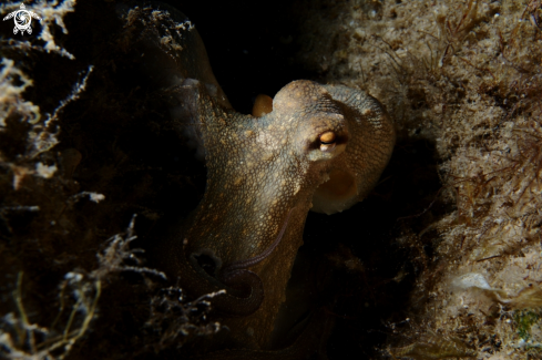 A Common octopus