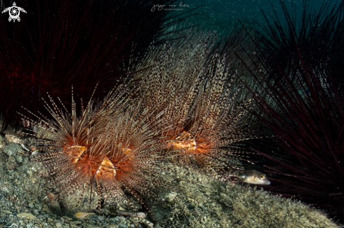 A Astropyga magnifica | Magnificent urchin