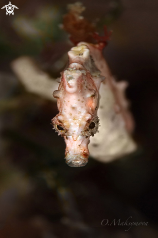 A Pontoh's pygmy seahorse (Hippocampus pontohi