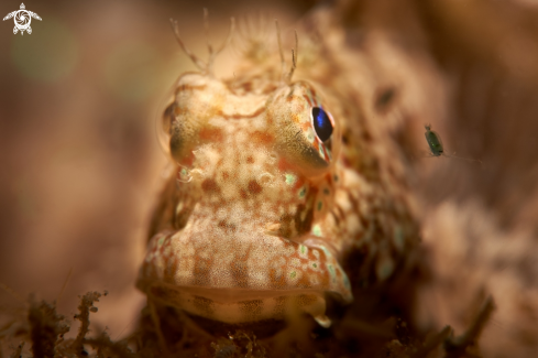 A BLENNY